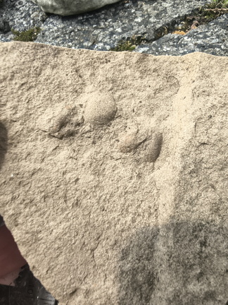 Ichnofossils