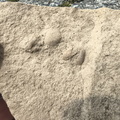 Ichnofossils