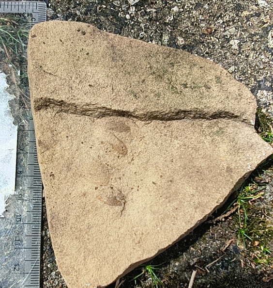 Ichnofossils