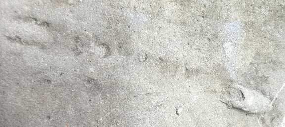 Ichnofossils