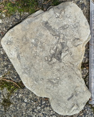 Ichnofossils