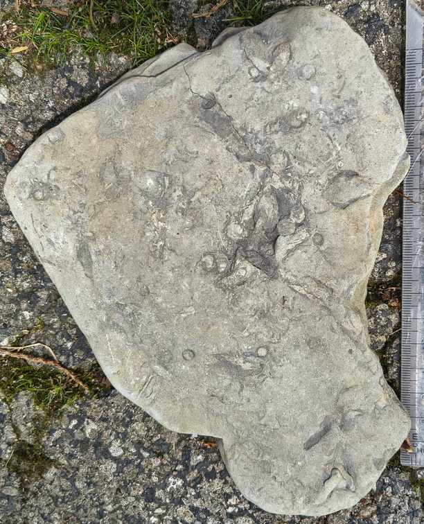 Ichnofossils