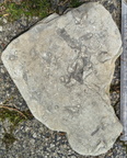 Ichnofossils