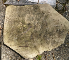 Ichnofossils