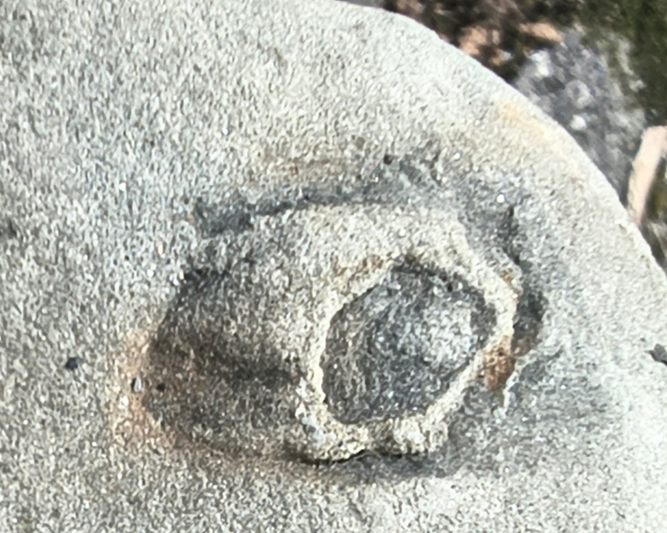 Ichnofossils