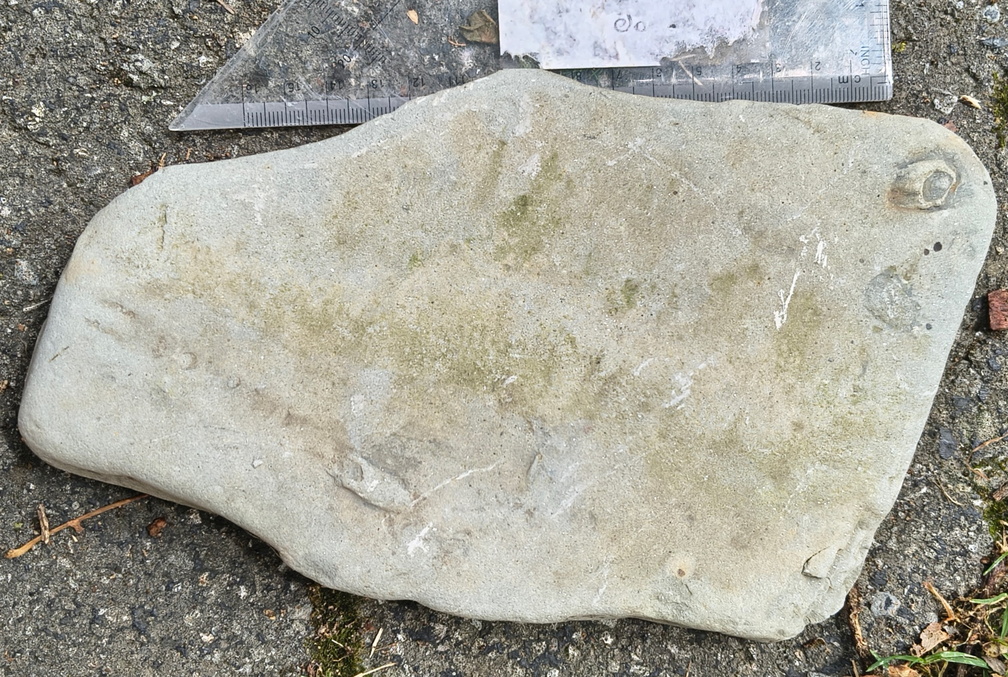 Ichnofossils
