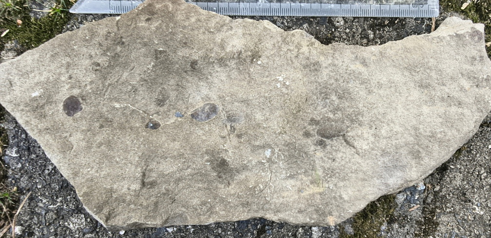 Ichnofossils