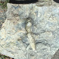 Ichnofossils
