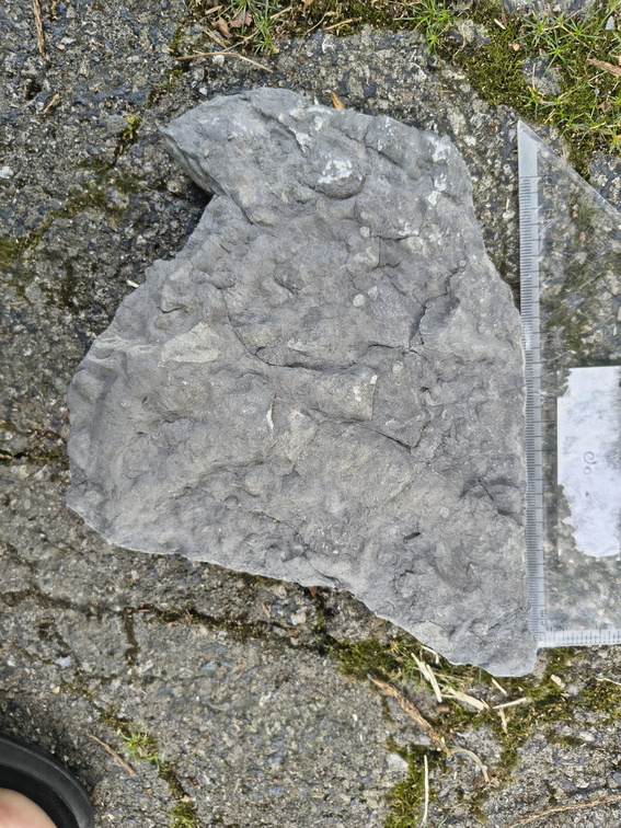 Ichnofossils