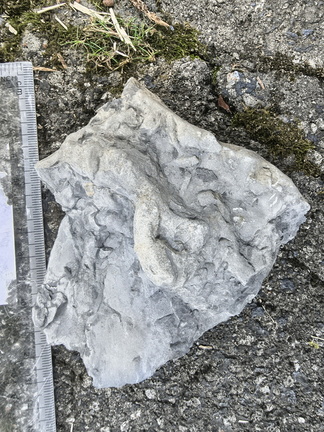 Ichnofossils