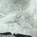 Ichnofossils