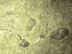 Brachiopods 