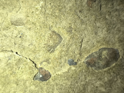 Brachiopods 