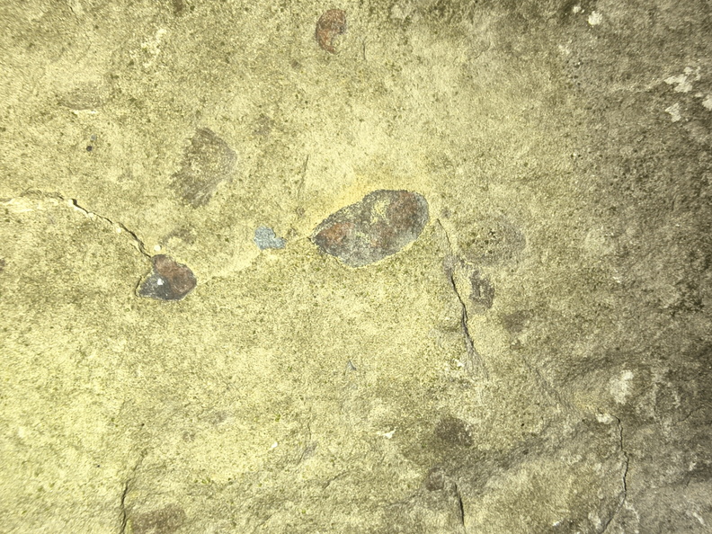 Brachiopods 