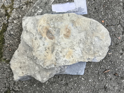 Ichnofossils