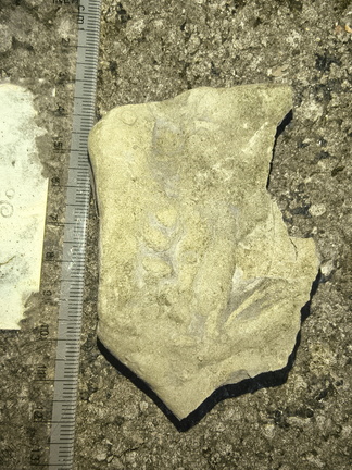 Ichnofossils 