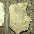 Ichnofossils 