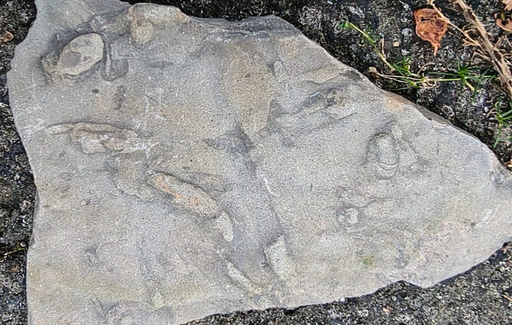 Ichnofossils 
