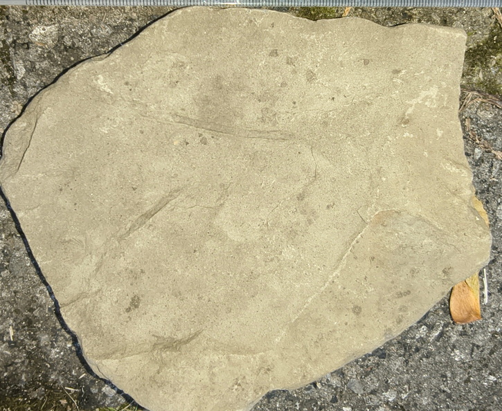Ichnofossils 