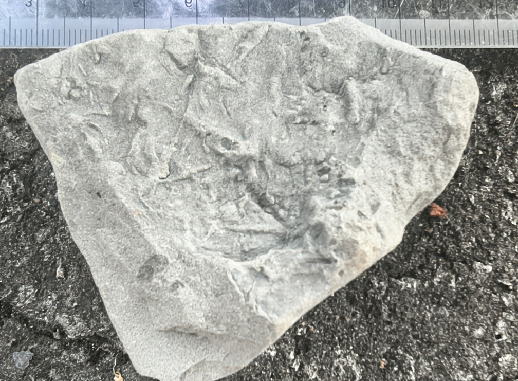 Ichnofossils 