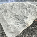 Ichnofossils 