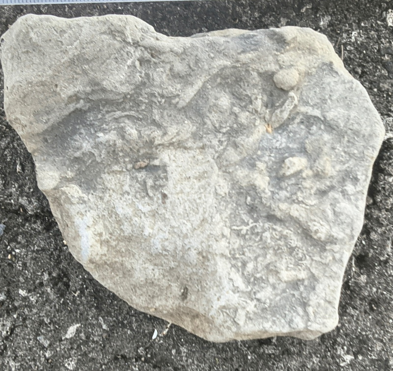 Ichnofossils 