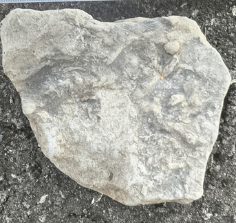 Ichnofossils 