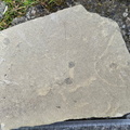 Ichnofossils 