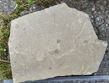 Ichnofossils 