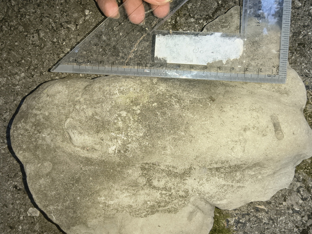 Ichnofossils 