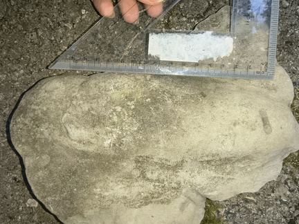 Ichnofossils 