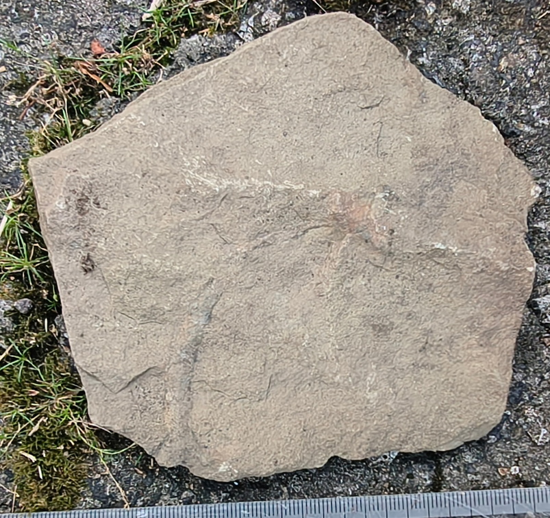 Ichnofossils 