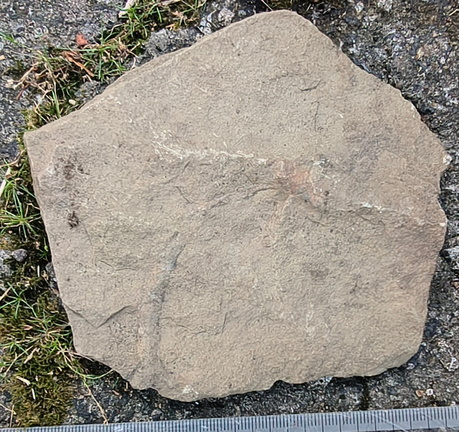 Ichnofossils 
