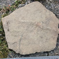 Ichnofossils 