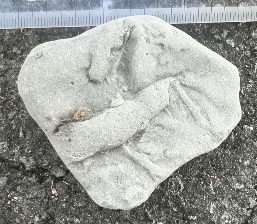 Ichnofossils 
