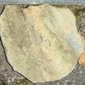 Ichnofossils 