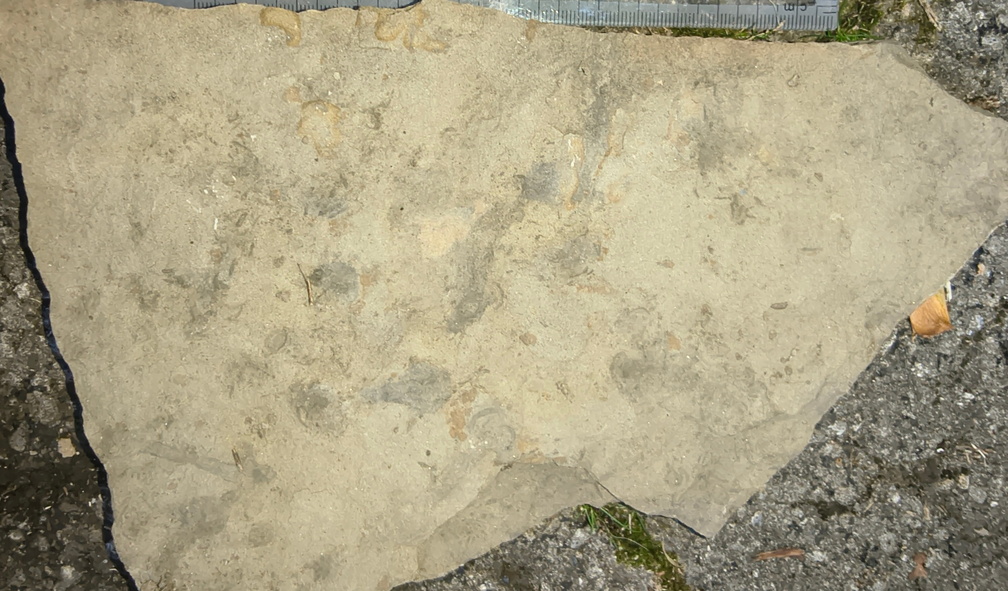 Ichnofossils 