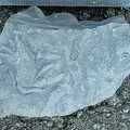 Ichnofossils 