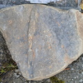 Ichnofossils 