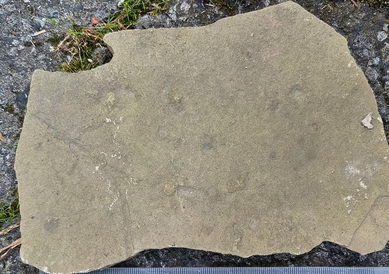 Ichnofossils 