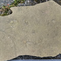 Ichnofossils 