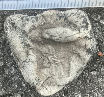 Ichnofossils 