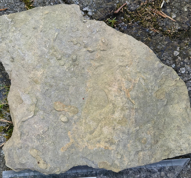 Ichnofossils 