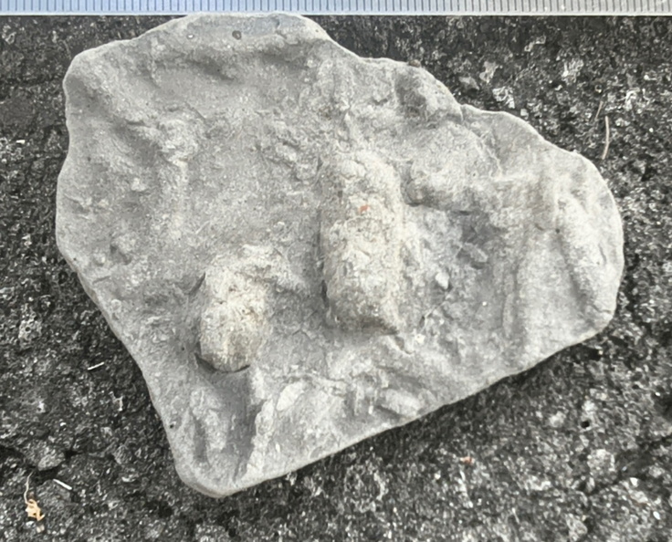 Ichnofossils 