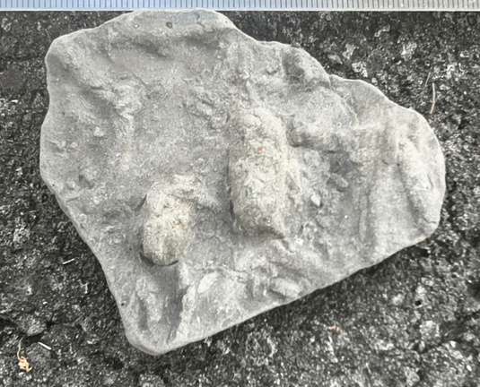 Ichnofossils 