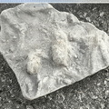 Ichnofossils 