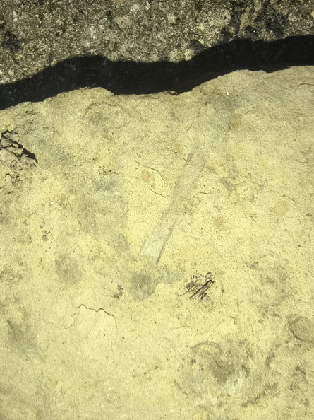 Ichnofossils 