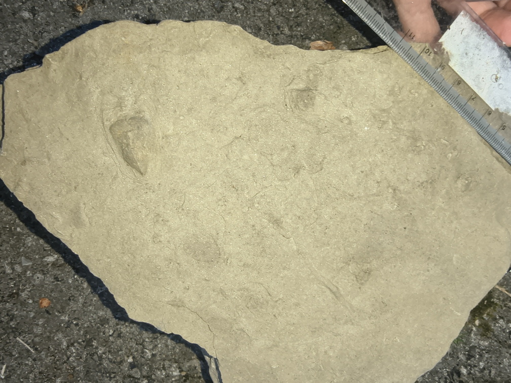 Ichnofossils 