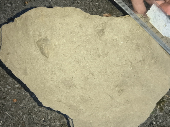 Ichnofossils 
