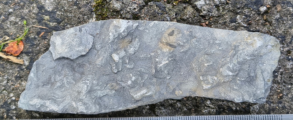 Ichnofossils 